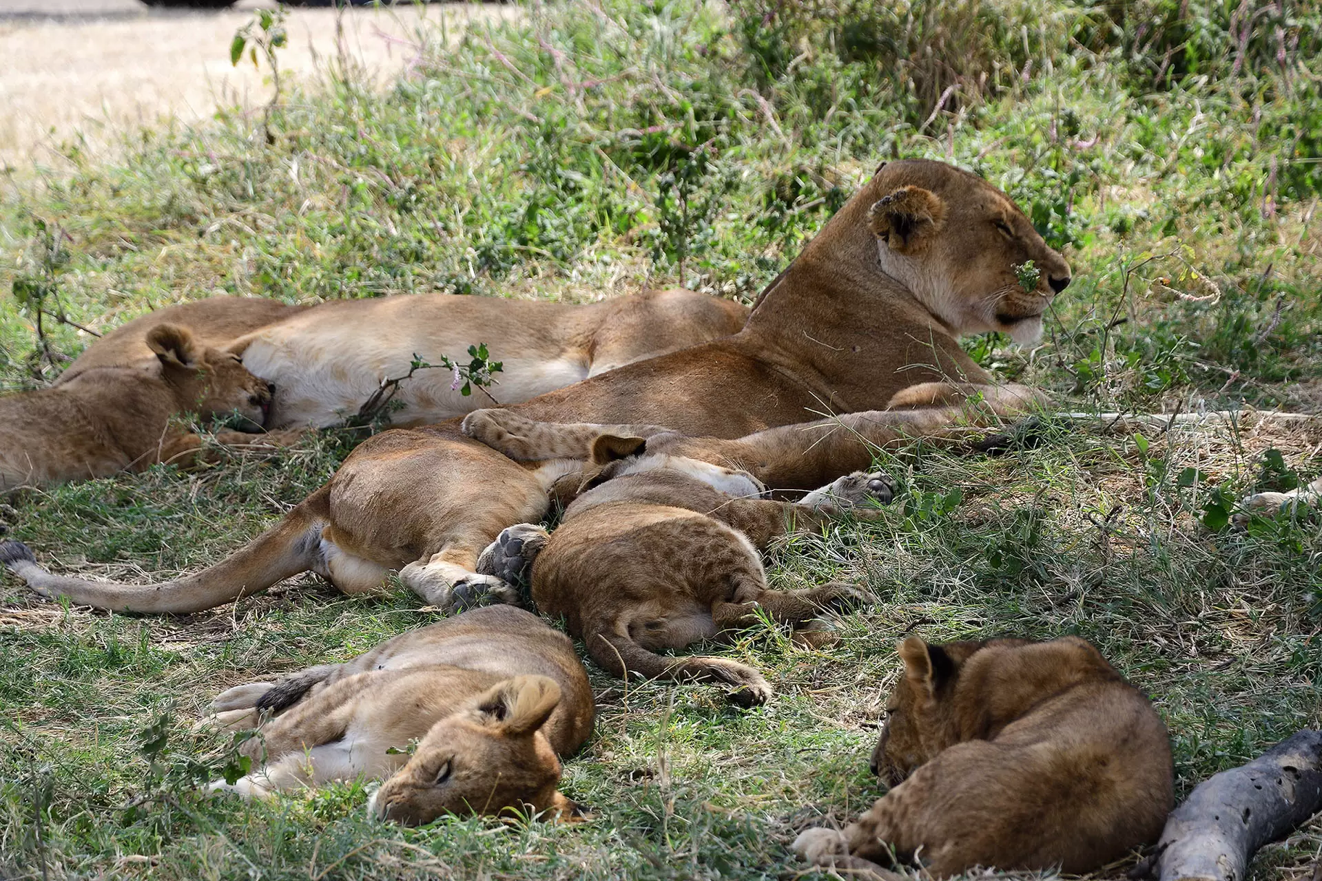 Tarangire Day Tripp