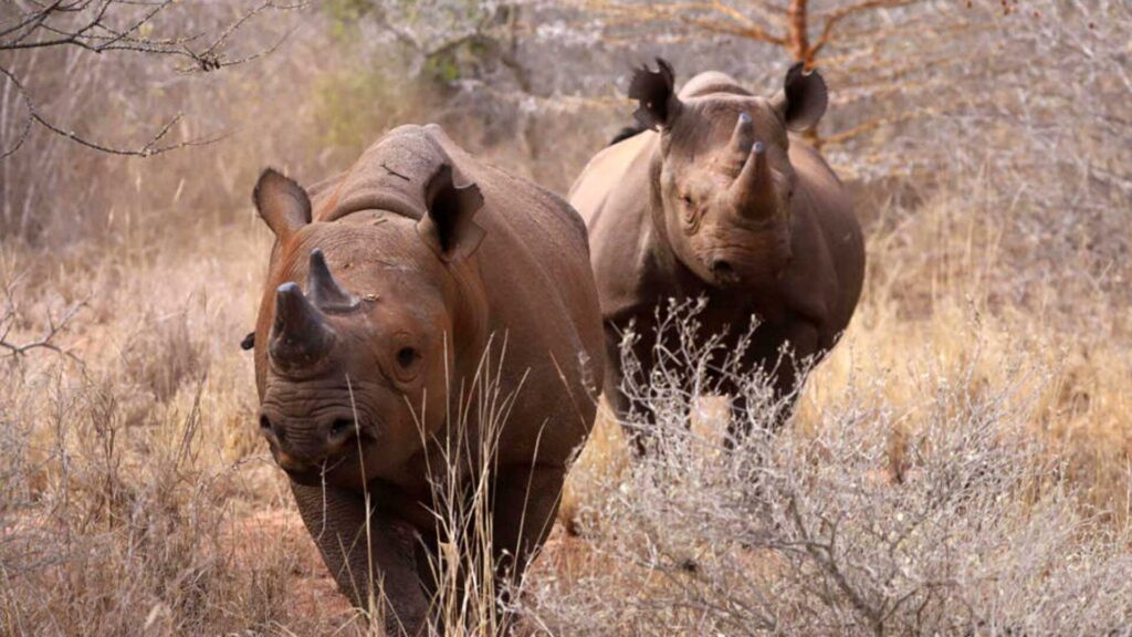 Mkomazi National Park Day trip