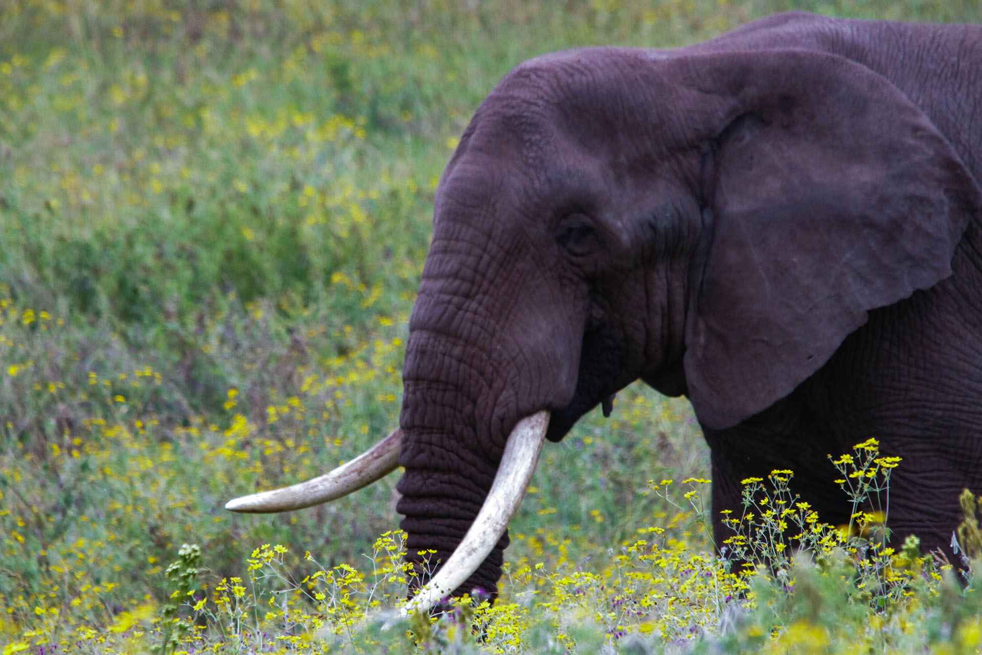 ngorongoro joining safari